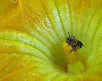 How squash agriculture spread bees in pre-Columbian North America