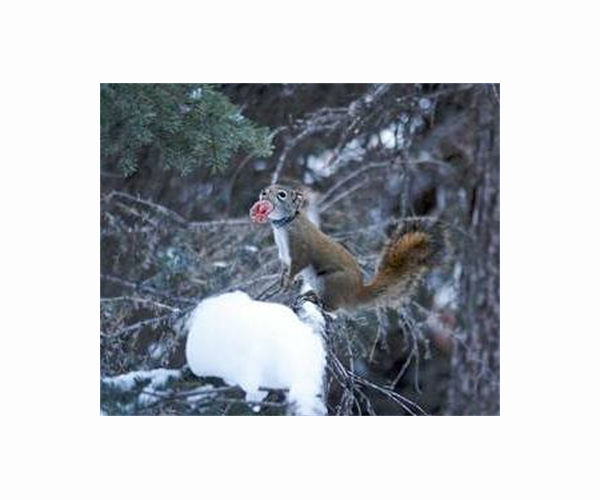 What wintering squirrels can teach astronauts