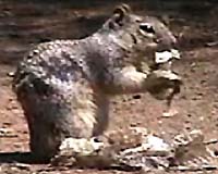 Nuts at dawn: Britain's squirrels fight for survival
