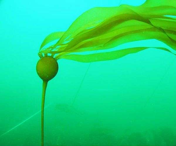Project will look for rare-earth elements in Southeast Alaska seaweed
