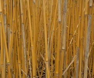 Regulation recommendations so that biofuel plants don't become weeds