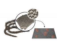 Brittle starfish shows how to make tough ceramics