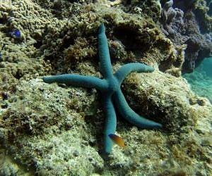 Seeing starfish: The missing link in eye evolution