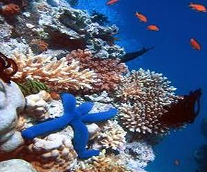 Limiting Ocean Acidification Under Global Change
