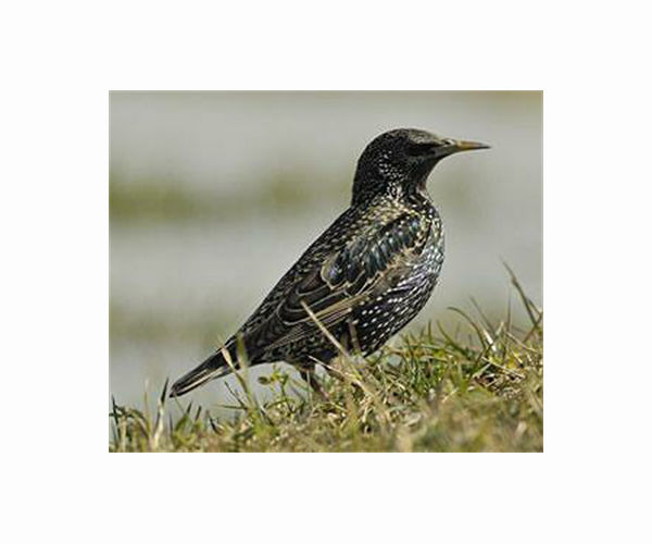 Magical but messy: Rome scares off its starlings