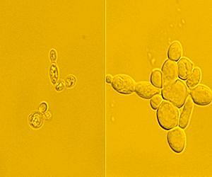 UT Austin Engineer Converts Yeast Cells into 'Sweet Crude' Biofuel