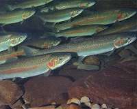 DNA evidence shows that salmon hatcheries cause substantial, rapid genetic changes