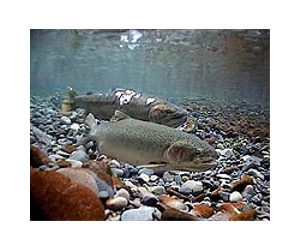 Climate Threatens Trout And Salmon