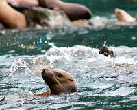 Protected Chilean sea lions are the 'enemy' of fishermen