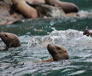 Juvenile predation preventing Steller sea lion recovery