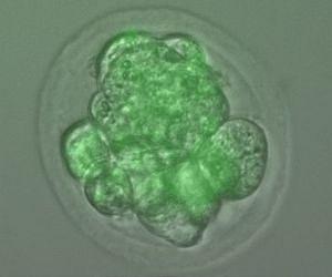 Scientists turn back the clock on adult stem cells aging