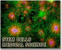 Scientists announce breakthrough in stem cell research