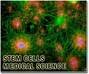 Judge rejects stem cell injunction motion
