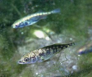 Stickleback genome holds clues to adaptive evolution