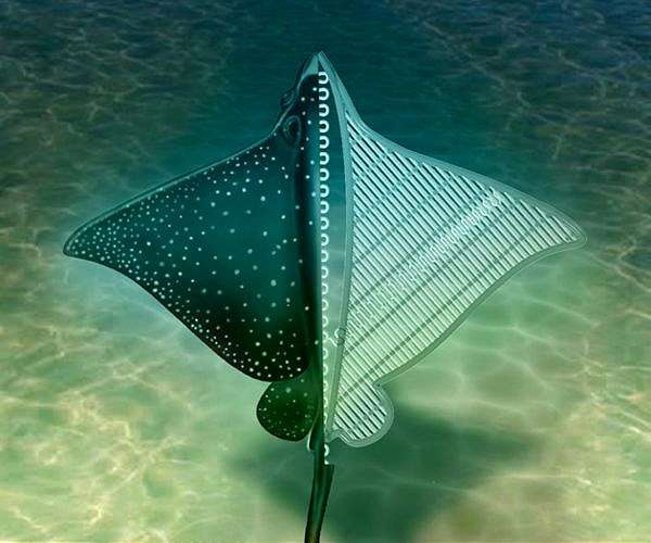 Stingray's protruding eyes, mouth aid swimming efficiency