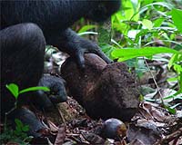 Swedish chimp plans ahead for attacks