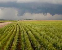 Climate experts estimate risk of rapid crop slowdown