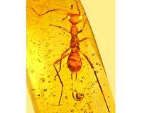 Ancient, scary and alien-looking specimen forms a rarity in the insect world - a new order
