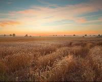 Straw albedo mitigates extreme heat