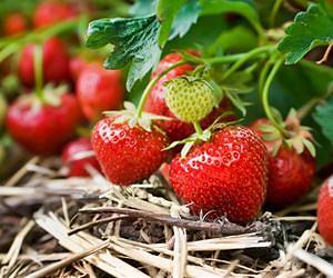 Organic farming improves pollination success in strawberries