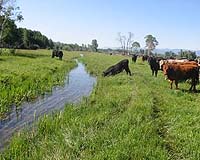 Healthy Rivers Needed To Remove Nitrogen