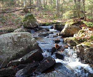 Wetlands Could Be Key In Revitalizing Acid Streams