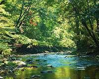 Three-quarters of the total insect population lost in protected nature reserves