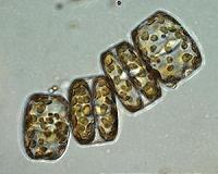 Ocean bacteria get 'pumped up'