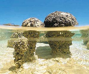 Bacterial Growths May Offer Clues About Earth's Distant Past