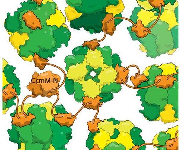 Fickle sunshine slows down Rubisco and limits photosynthetic productivity of crops