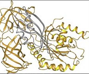 Errors in protein structure sparked evolution of biological complexity