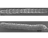Ghost worms mostly unchanged since the age of dinosaurs