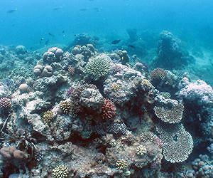 Corals cozy up with bacterial buddies