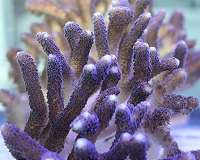 Stony corals more resistant to climate change than thought, Rutgers study finds