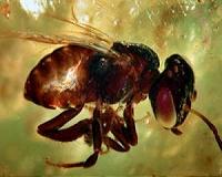 Fossil fly with an extremely long proboscis sheds light on the insect pollination origin