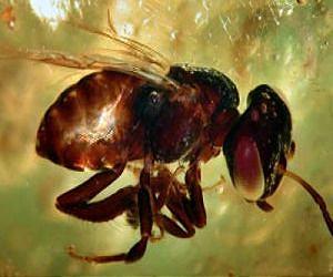 Next generation sequencing reveals absence of DNA in sub fossilized insects