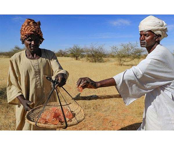 Sudan's prized gum trees ward off drought but workers wither