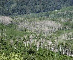 The case of the dying aspens