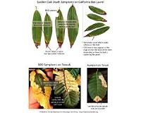 Citizen science helps predict spread of sudden oak death