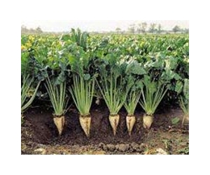 Deciphering the secret of the sugar beet