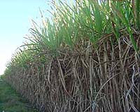 Engineers Develop Higher-Energy Liquid-Transportation Fuel From Sugar