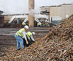 Controlling Starch in Sugar Factories