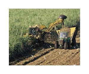 Measure on Amazon sugar cultivation gains in Brazil Congress
