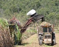 DuPont And BSES Partner To Improve Sugarcane