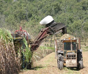 Cuba mulls sugar industry foreign buyout