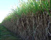 Netafim To Supply Smart Irrigation Solutions For Peruvian Ethanol Project