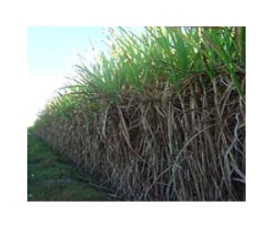 Bioenergy Production Can Expand Across Africa Without Displacing Food