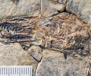 First fossil bird with teeth specialized for tough diet