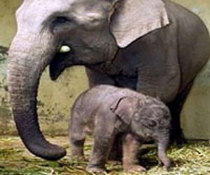 Gruesome killing of rare elephant in Indonesia