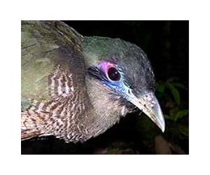 A Magnetometer In The Upper Beak Of Birds